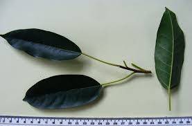 Image result for Ficus sansibarica