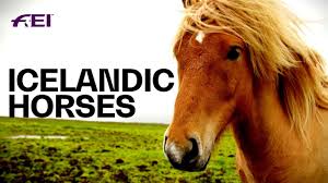 The icelandic horse was brought to iceland by the vikings. The Uniqueness Of Icelandic Horses Equestrian World Youtube