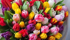 Maybe you would like to learn more about one of these? 10 Most Romantic Flowers For The Woman You Love