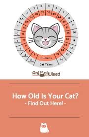 The oldest cat recorded according to the 2007 edition of guinness book of records; How Old Is My Cat In Human Years Cat Age Converter Cat Care Cat Years Cat Age