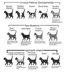 Color And Pattern Charts Of Domestic Cats Rare Cats Cat Colors Cat Facts