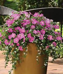 Silk N Satin Container Gardening Flowers Container Gardening Container Plants