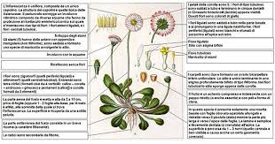 Maybe you would like to learn more about one of these? Bellis Perennis Wikipedia