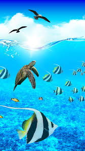 Ocean Aquarium In 2021 Nature Wallpaper Hd Nature Wallpapers Rainbow Wallpaper Backgrounds