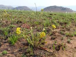 Image result for Gnidia kraussiana