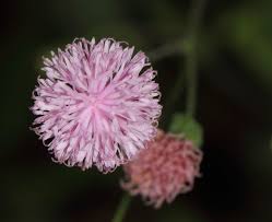 Image result for Emilia hockii