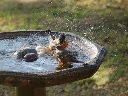 While it isn't a super involved process, once you learn how to clean a bird bath, you'll attract birds to the yard and ensure they leave healthy. 3 Tips To Get Birds To Visit Your Birdbath Gobillybird Com Your Backyard Bird Feeding Expert