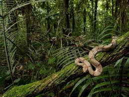 Natures Mighty Pictures Nature Photos Nature Wallpapers Congo Rainforest Rainforest Animals Jungle Forest