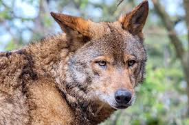 Coyote is a programming framework for building reliable asynchronous software. Never Run From A Coyote Canadians Report Increased Sightings During Pandemic Vernon Morning Star