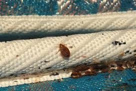 Image result for bed bugs eggs