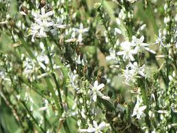 Image result for Chlorophytum krookianum