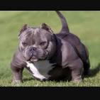 American Bully Puppies for Sale - DogsNow