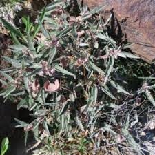 Image result for Melhania