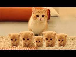 Whether you recently brought home a tiny kitten or have been a longtime cat parent, feeding your kitty a balanced and nutritional diet is vital. Best Of Cutest Kitten Videos Funny Cats And Cute Kittens 2018 Youtube