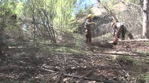 Check out our cedar trees selection for the very best in unique or custom, handmade pieces from our shops. Arizona Removes Tamarisk Trees To Help Conserve Water Supply Youtube