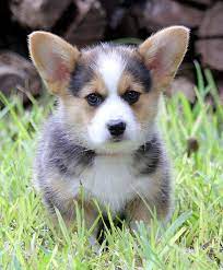 View our wide variety of dogs and puppies for sale at petland dallas, texas pet store! Corgi Puppies For Sale Hill Country Corgis