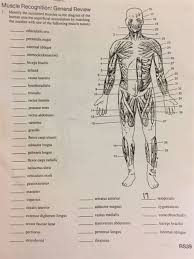 Lower body muscles are significantly bigger than upper body muscle and need to be worked accordingly. Human Body Muscles Names Muscle Anatomy Chart Lovely Muscle Diagram Male Body Names