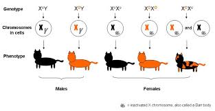 X Inactivation Marks The Spot For Cat Coat Color Science