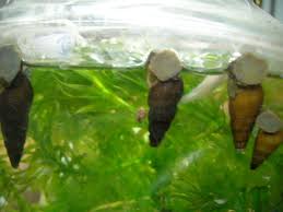 カワニナの赤ちゃん | 流星 の建築日誌 たべあるきとおうちのリフォーム