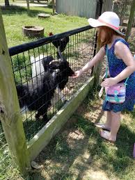 Petting zoo can be obtained through madness at the darkmoon faire card packs, through crafting, or as an arena reward. Two By Two Petting Zoo Monroe 2021 All You Need To Know Before You Go With Photos Tripadvisor