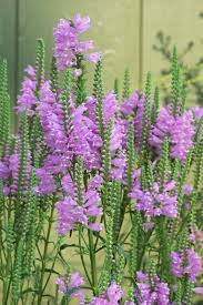 Obedience Plant Naturalizes Beautifully