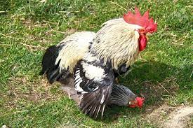 交尾の農場で鶏の鶏の写真素材・画像素材 Image 27331396