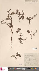 Image result for Begonia poculifera