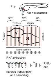 The actual pacemaker cells of the heart are the pacemaker cells (p cells?), that are modified cardiac muscle cells that cannot maintain its resting transmembrane potential (voltage). Signaling Proteins In Pacemaker Cells Regulate Cardiac Rhythm Hubrecht Institute