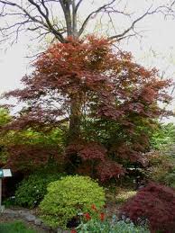 This video provides basic step by step instructions on how to plant a maple tree. Where To Plant Your Japanese Maple Tree