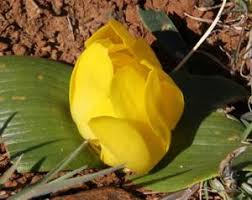 Image result for Daubenya