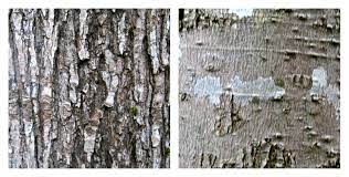 Identifying trees by examining the bark that grows on trees commonly found in colorado and the rocky mountain region. Identifying Trees By Their Bark Green Acorns