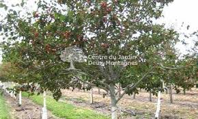 En Forme De Vase Large Feuillage Vert Fonce Et Luisant Fleurs Blanches Et Fruits Rouges En Grappe Persistant Sur L Arbre Apres La Chut In 2020 Plants Tree Tree Trunk