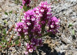 Image result for Ottelia exserta