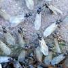 Identify your pest problem to give our experts a better idea of what kind of pest solutions you will with over 15 years of experience in pest control, termite inspections and pest management services in southern california. Https Encrypted Tbn0 Gstatic Com Images Q Tbn And9gcs7d8uszx0x0alm1nnpulwldmvkclwedhxvyznglkyu7vot Vtl Usqp Cau
