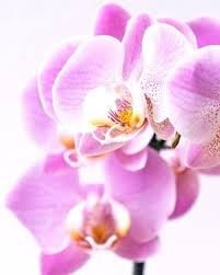 Vera Watkins Obituary