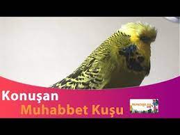 mustafa kemal ataturk diyen konusan muhabbet kusu youtube muhabbet kuslari kusu papagan