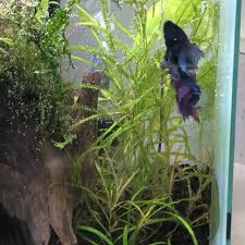 It S Very Beautiful Betta Fish Video Betta Fish Betta Aquarium Aquarium Fish