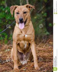 Red Vizsla Lab Terrier Feist Mixed Breed Dog Stock Image Image Of Fiest Breed 84032645