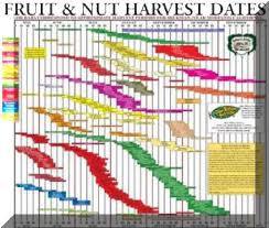 link to a fruit ripening chart fruit trees fruit tree