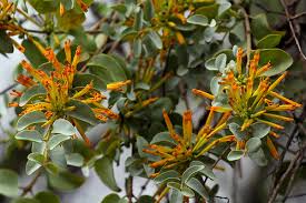 Image result for Helixanthera woodii