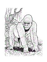 Select from 36752 printable coloring pages of cartoons, animals, nature, bible and many more. Apes Coloring Pages And Printable Activities