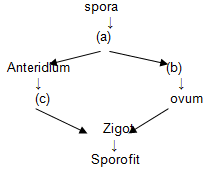 We did not find results for: Remidi Uh 2 Plantae Proprofs Quiz