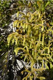 Image result for Lycopodiella cernua