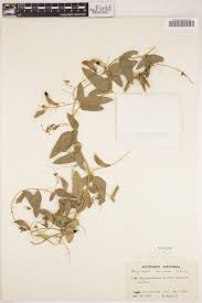 Image result for Rhynchosia totta