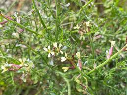 Image result for Carrichtera annua