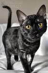 Black Melanistic Bengal Cats for Sale | Wild & Sweet Bengals