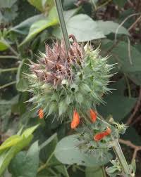 Image result for Vernonia nepetifolia
