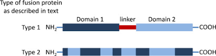 Chimeric Protein An Overview Sciencedirect Topics