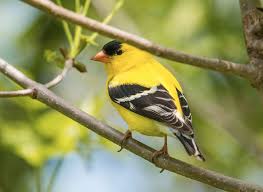August Bird Of The Month Our August Bird Of The Month Can Be Seen In All 49 Continental States And In Most Canadian Provinces As Well The American Goldfinch Visits Fee Wild Birds Birds