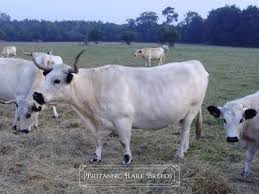 Black And White Cow Breeds Uk White Park Cow Breeds Britannic Rare Breeds Cow Heritage Breeds Cattle Farming